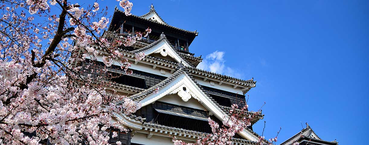 A beautiful scene of cherry blossom at Fukuoka castle, Japan.