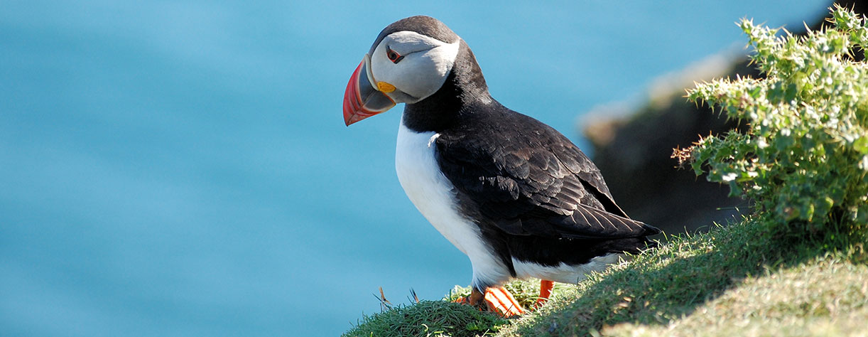 Puffin on the sea cliff, Shetlands