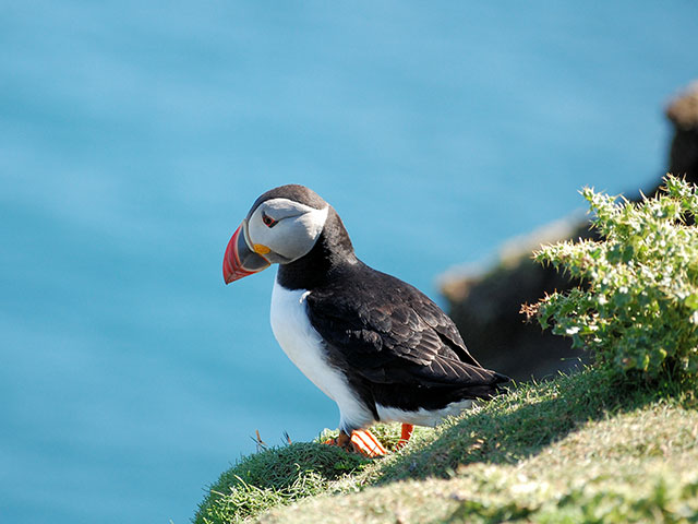 Puffin on the sea cliff, Shetlands