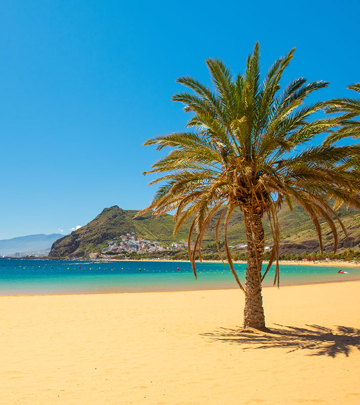 palm trees on Playa de las Teresitas Beach, Tenerife palm trees on Playa de las Teresitas Beach, Tenerife