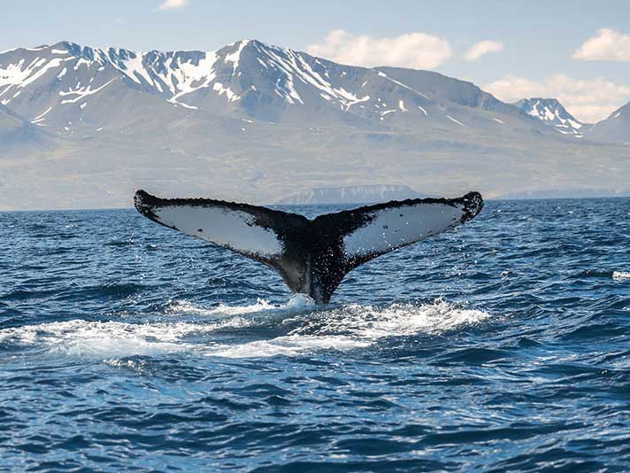 Whale tail in the sea, Iceland