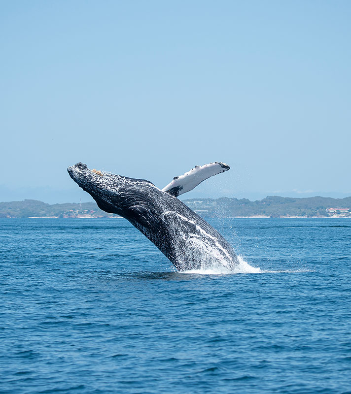 Whales & Wonders of Iceland