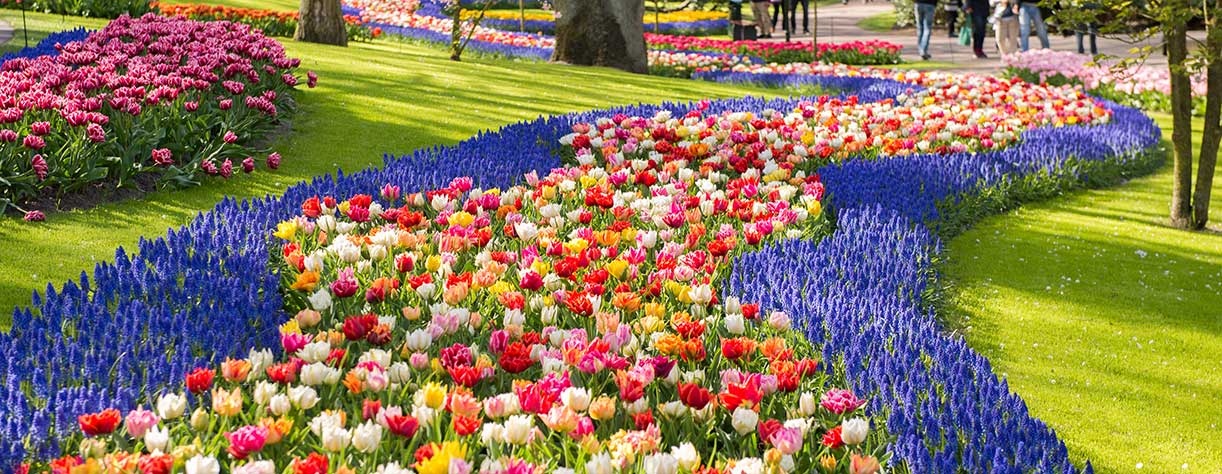 Keukenhof gardens in Netherlands