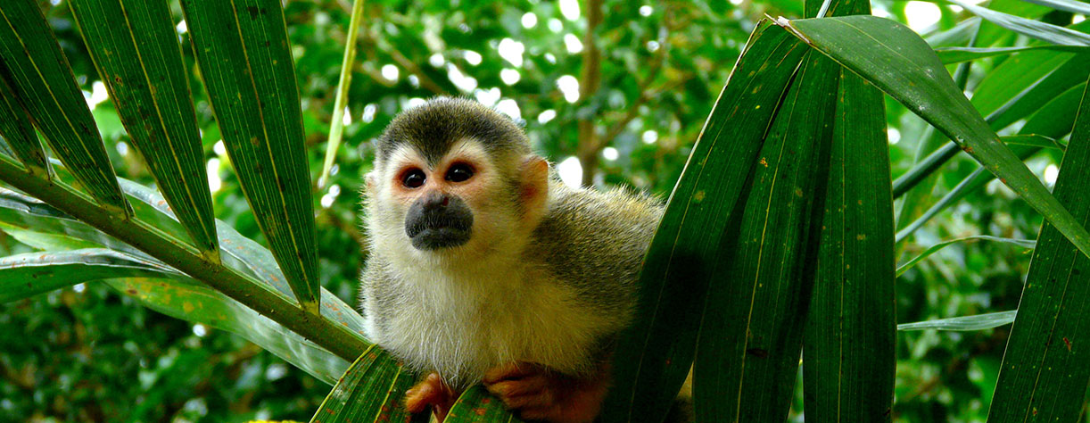 Squirrel monkey, Costa Rica