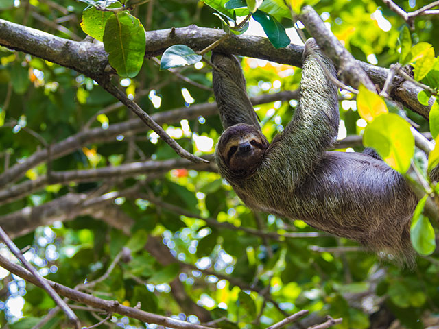 Sloth on tree branch
