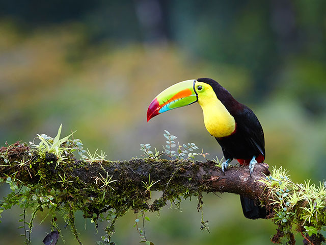 Keel-billed toucan, Costa Rica