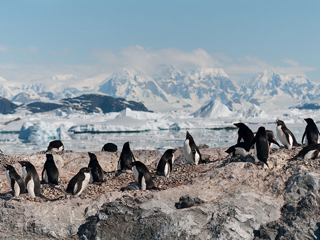 Nesting Adelie Penguin colony, Antarctic Peninsula
