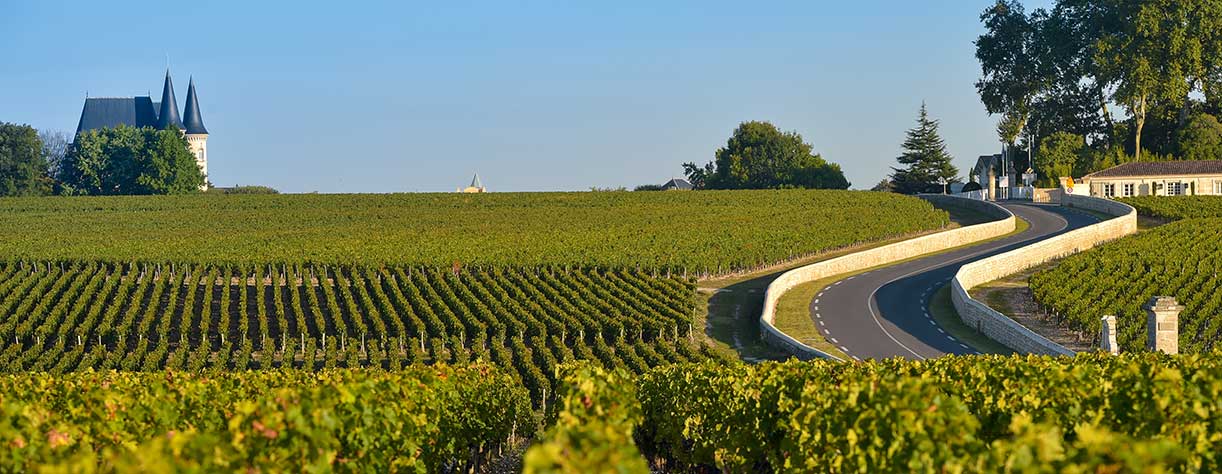 Aerial view, Bordeaux vineyard, landscape vineyard, France