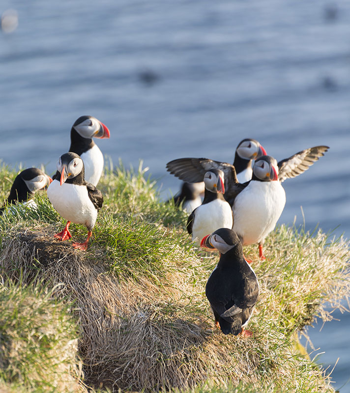 Scottish Isles Bank Holiday Break