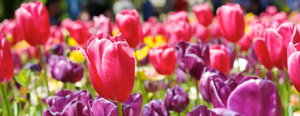 Blossom of tulips at Floriade Festival