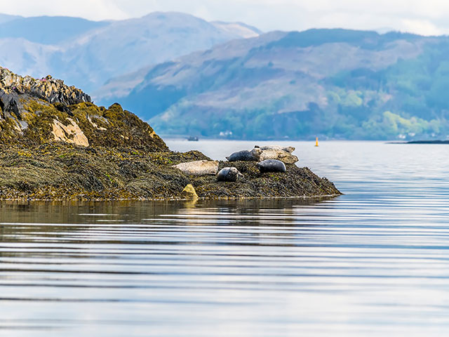 A view of seals in the Firth of Lorn, Scotland