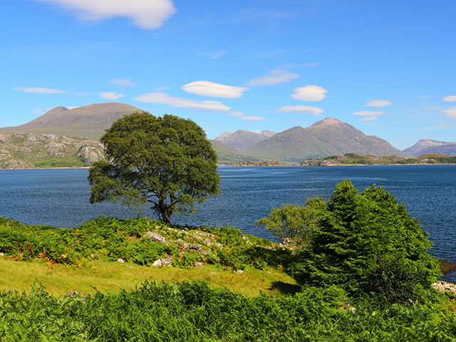 Trees overlooking Loch Sheildaig with the Torridon Mountains, Scotland
