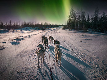 Husky dogs, Norway, Northern Lights