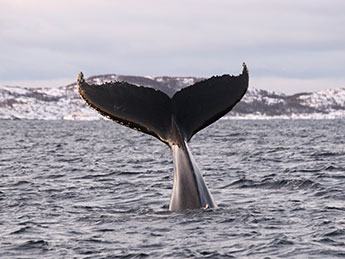 Whale tail, Tromso, Norway