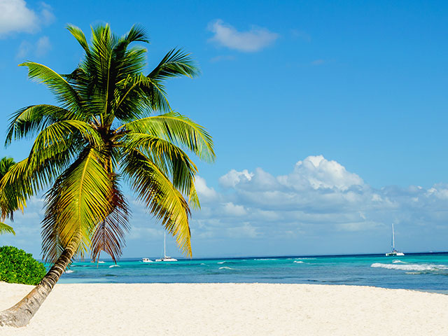Palm tree, sea, Caribbean beach