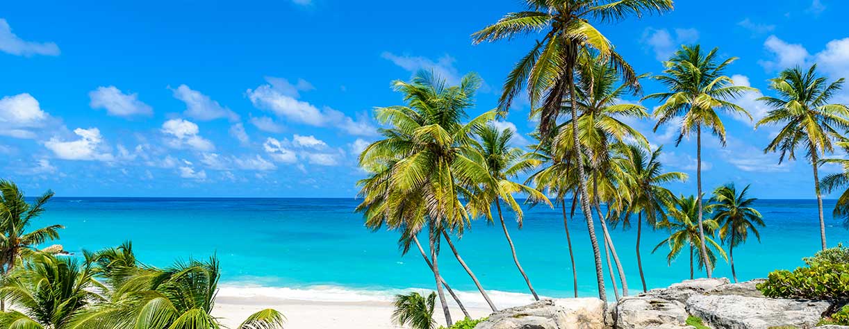 Tropical coast with palms hanging over turquoise sea, Barbados