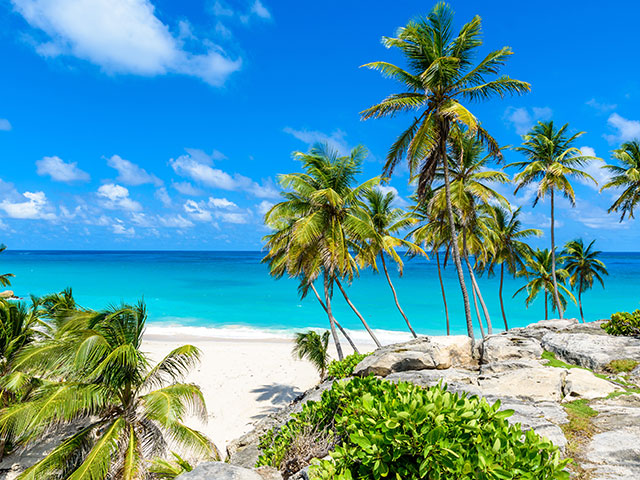 Tropical coast with palms hanging over turquoise sea, Barbados