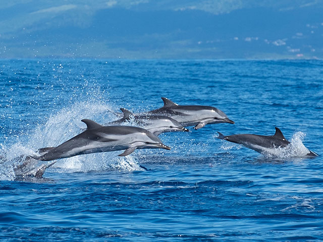 Dolphins swimming in the sea, Azores