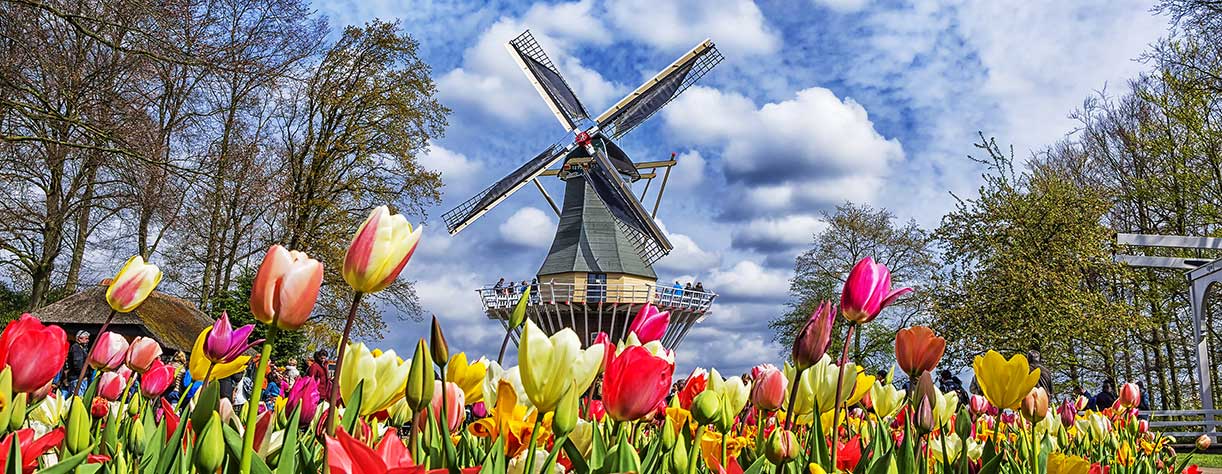 Dutch windmill and colorful tulips in spring garden of flowers Keukenhof, Holland, Netherlands.