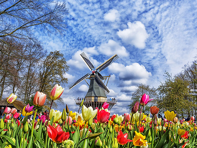 Dutch windmill and colorful tulips in spring garden of flowers Keukenhof, Holland, Netherlands.