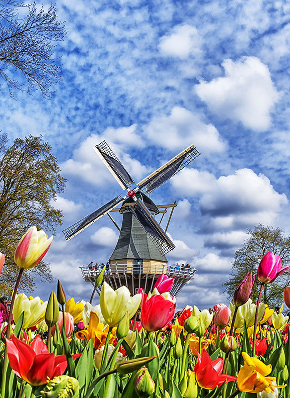 Dutch windmill and colorful tulips in spring garden of flowers Keukenhof, Holland, Netherlands.