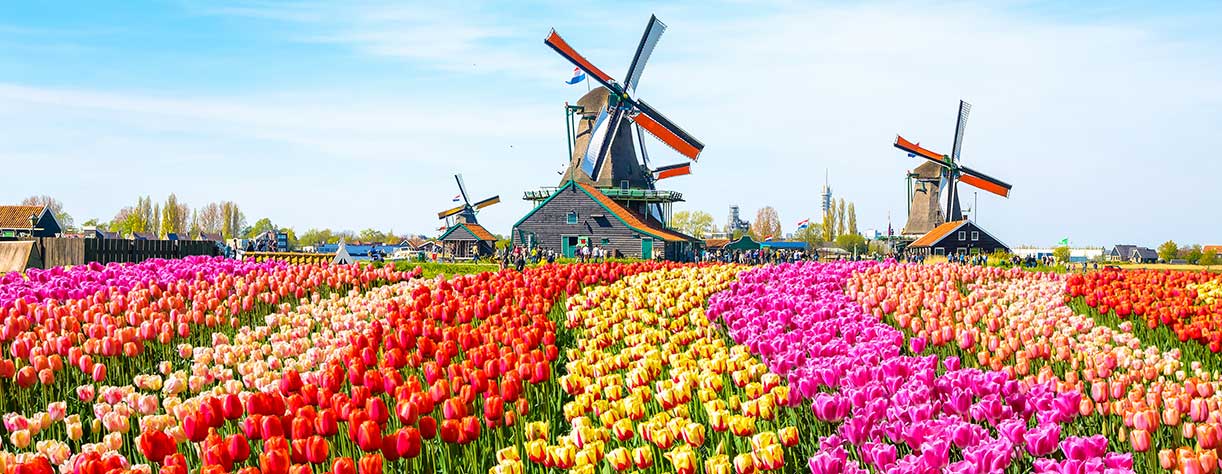 Tulips and traditional dutch windmills near the canal in Zaanse Schans, Netherlands
