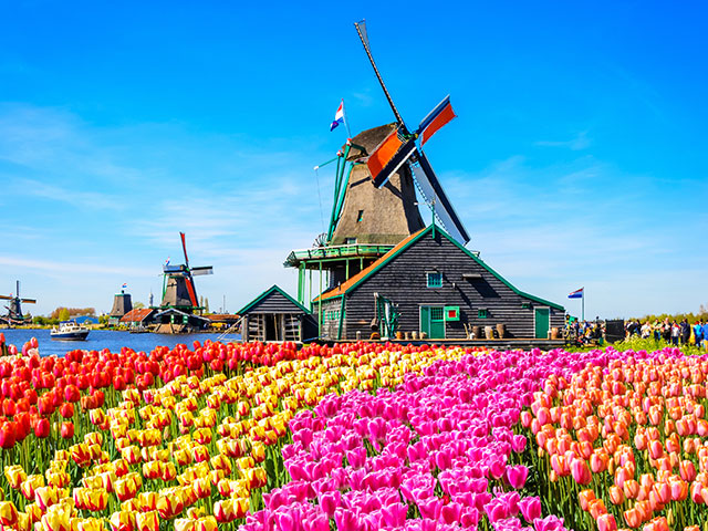 Tulips and traditional dutch windmills near the canal in Zaanse Schans, Netherlands