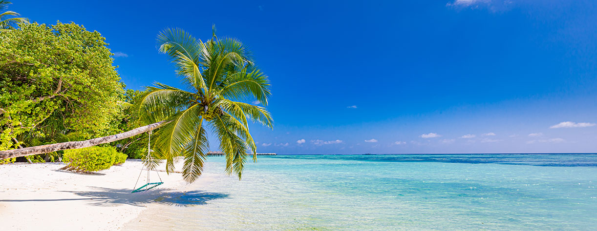 Tropical Caribbean beach with palm tree
