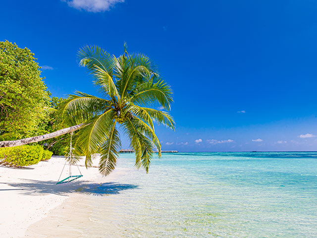 Tropical Caribbean beach with palm tree