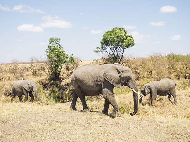 Elephant family in Mombasa, Kenya