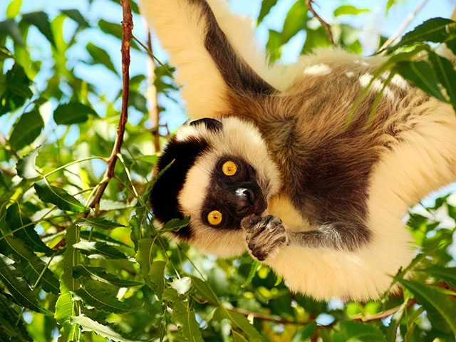 Sifaka lemur, Madagascar