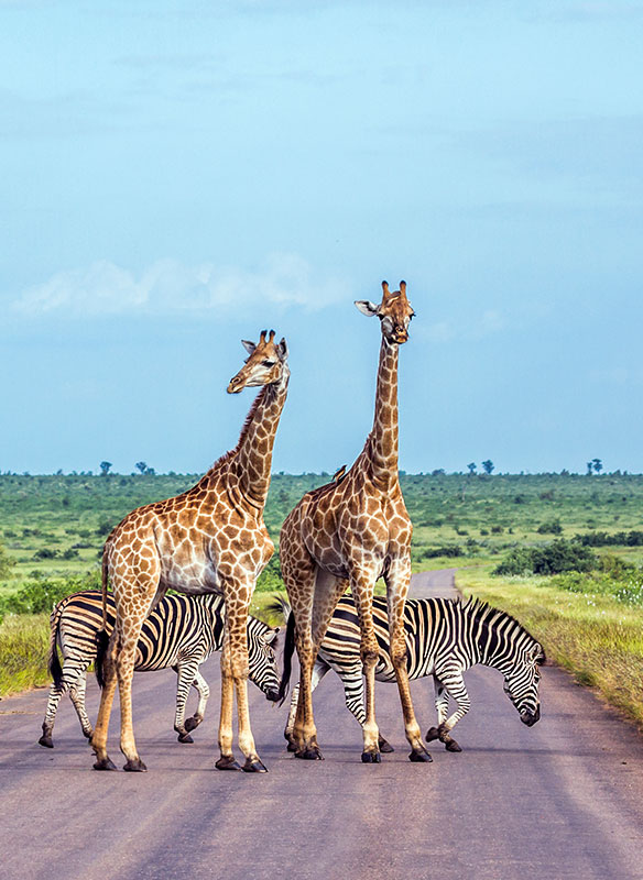 Giraffes and Zebras, South Africa