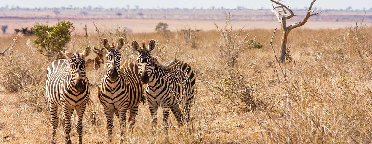 Three zebras in Tsavo East National Park, Kenya, South Africa