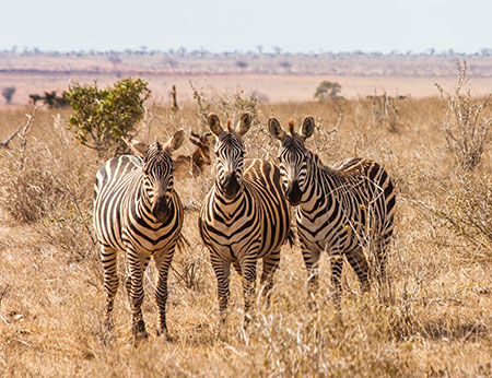 Three zebras in Tsavo East National Park, Kenya, South Africa