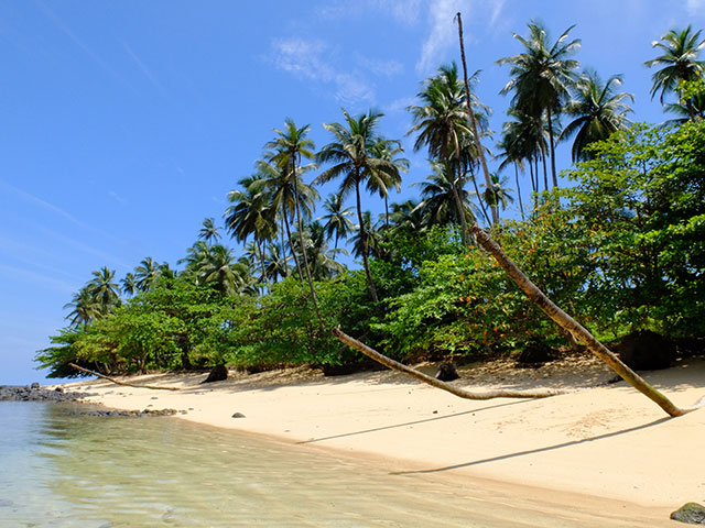 Palm trees on a beach in Sao Tome and Principe  