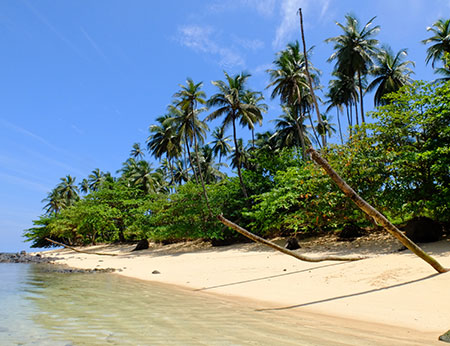 Palm trees on a beach in São Tomé e Príncipe