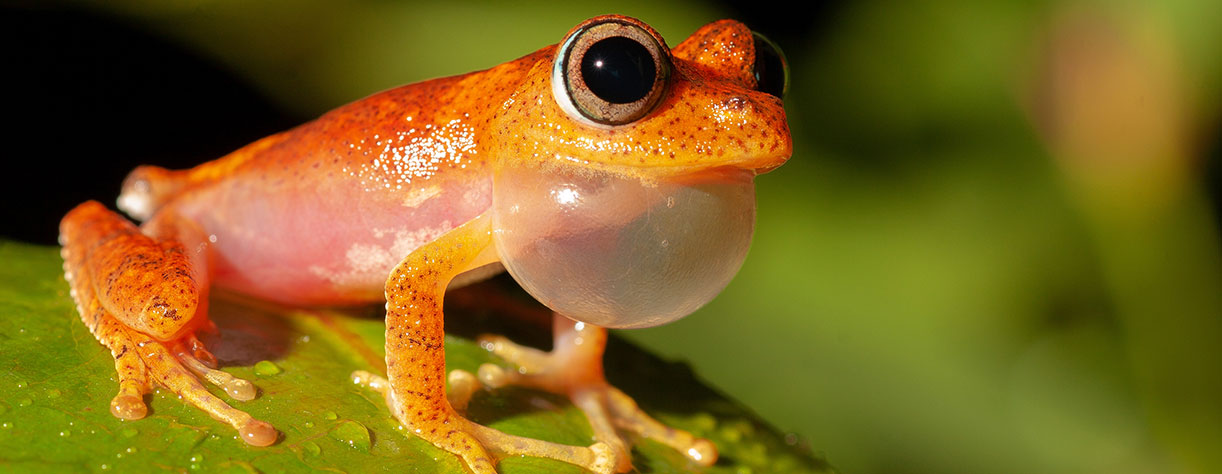 Frog from genus Boophis, Andasibe, Madagascar