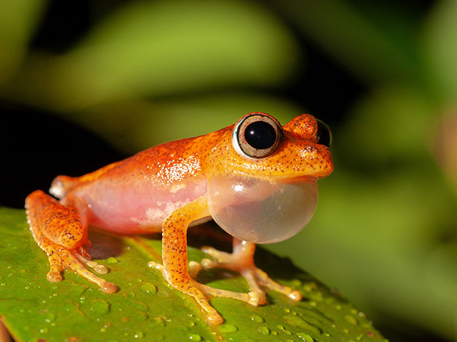 Frog from genus Boophis, Andasibe, Madagascar