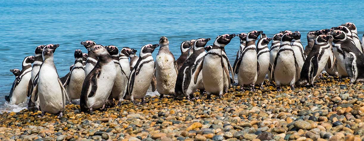 Magellanic penguins on the shore of the Atlantic Ocean, Argentina