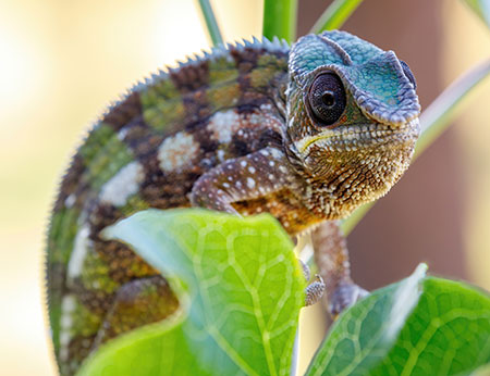 Madagascar wildlife, chameleon
