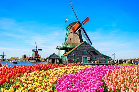 Windmills and tulips in Amsterdam, Netherlands