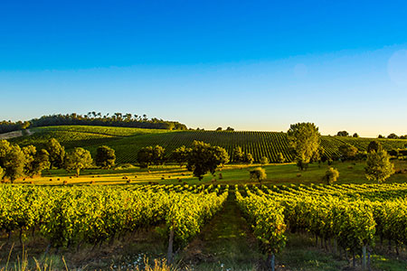 Vinyards in Bordeaux, France