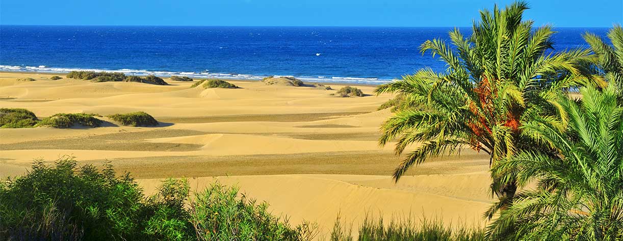 Sand dunes and palm trees of Maspalomas  beach, Gran Canaria