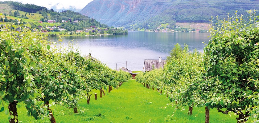 Syse Fruit Farm, Ulvik, Norway
