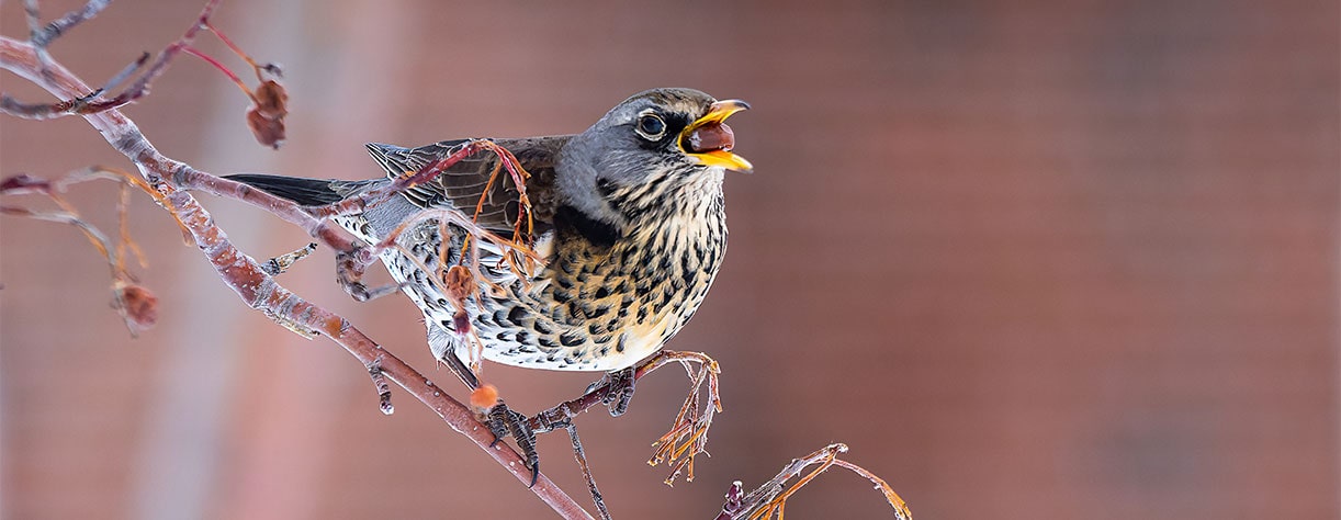 Bird sitting on a branch Bird sitting on a branch