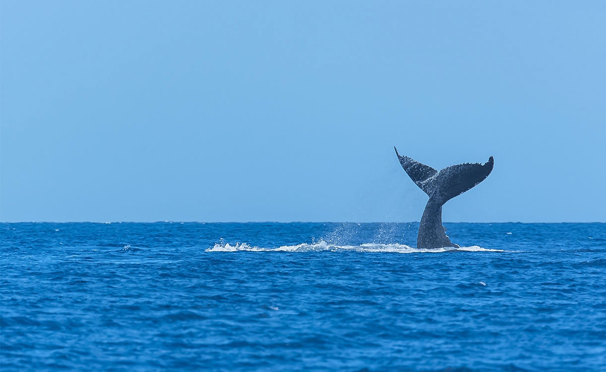 Madeira and Azores | Fred. Olsen Cruises