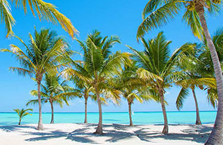 Palm trees on a Caribbean beach