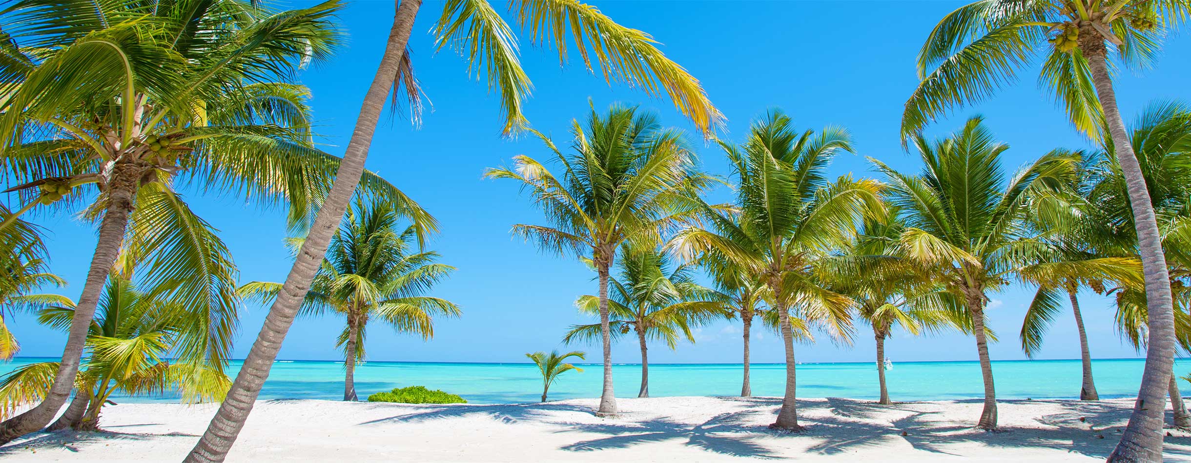 Palm trees on a sunny beach