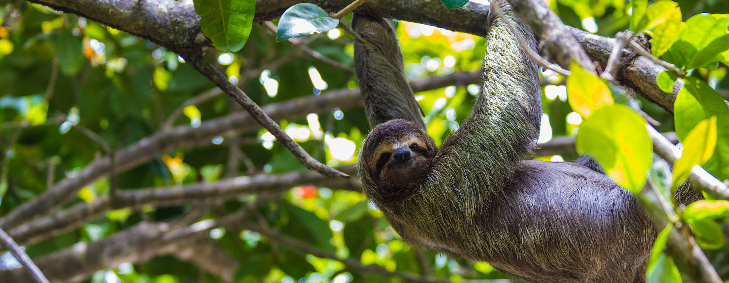 Sloth in the trees, Costa Rica