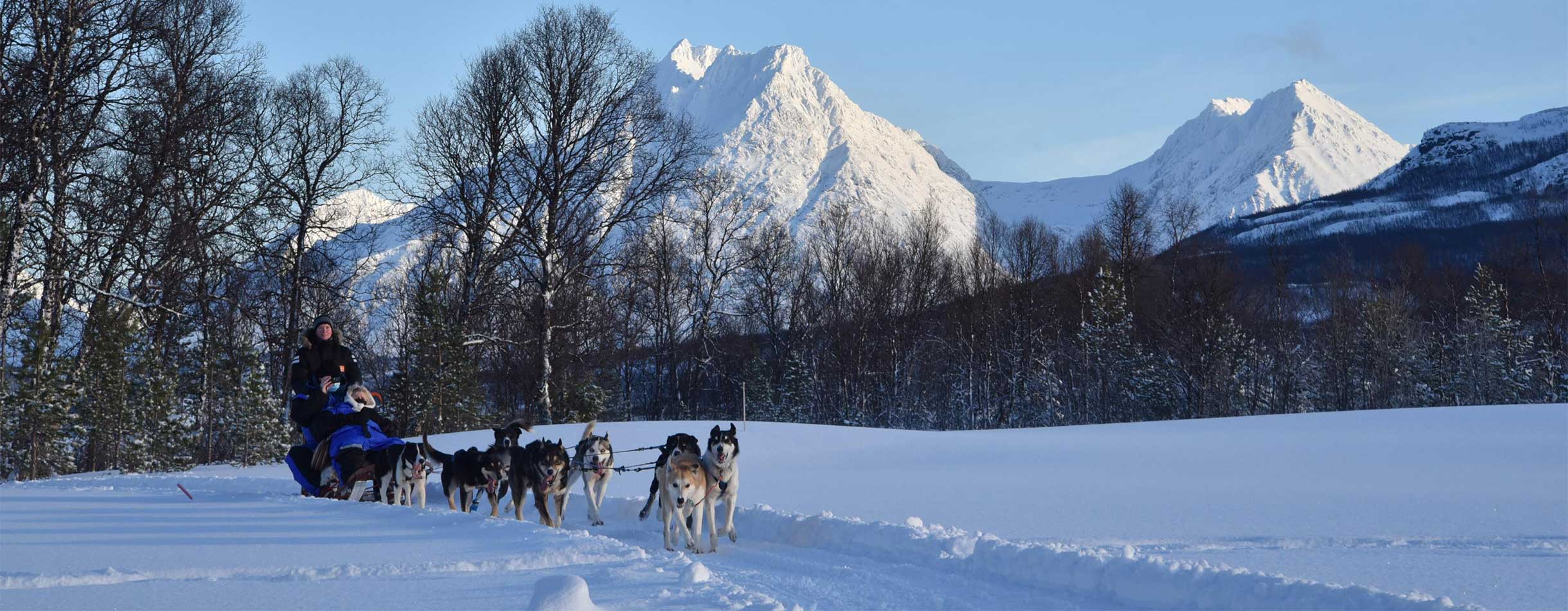 Guests Dog sledding in Alta, Norway